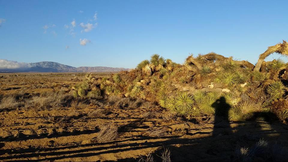 Joshua trees bulldozed